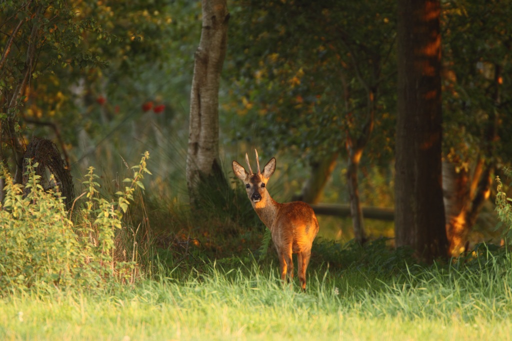 De leefomgeving van het ree beschrijft de belangrijkste omgevingsfactoren