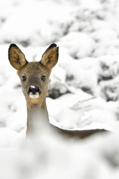 Foto reegeit winter Hondsrug (Henk Ossinga)