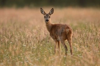 Foto van reegeit die over de schouder achterom kijkt naar fotograaf Dick Pasman