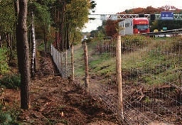 Afbeelding: Hekwerken bij corridors in het leefgebied voorkomen aanrijdingen