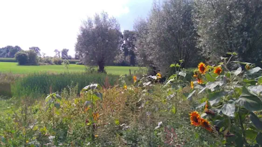 Afbeelding: Bloeiende kruidenrand in coulissen landschap Almen