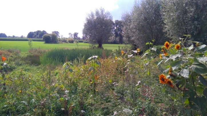 Afbeelding: Bloeiende kruidenrand in coulissen landschap Almen