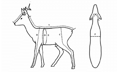 Schets van zij- en bovenaanzicht van ree met schofthoogte en andere zoometrische karakteristieken