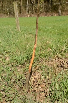 Afbeelding: Geveegd jong boompje, foto: Aaldrik Pot