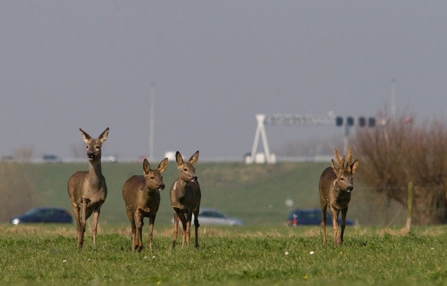 Afbeelding: Reeën en verkeer. Foto: Mark Zekhuis