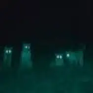 Afbeelding: reflecterende ogen