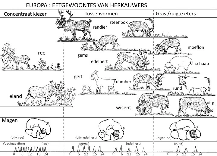 Figuur 2: Wilde herbivoren ingedeeld naar voedselstrategie