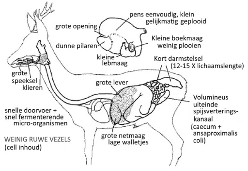 Afbeelding: Morfologie van het ree, een concentrate selector naar Hofmann 1976