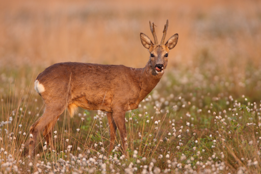 Afbeelding: Reebok in wollegras