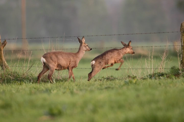 Afbeelding: reeën in weide bij afrastering