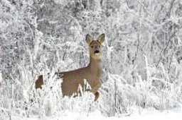 Afbeelding: Reegeit in besneeuwde grassen en struiken