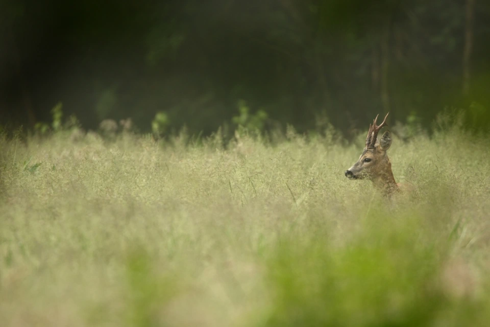 Afbeelding: Kop reebok boven rijpend gras. Foto: Dick Pasman