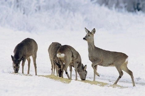 Afbeelding: Reeënsprong in de sneeuw