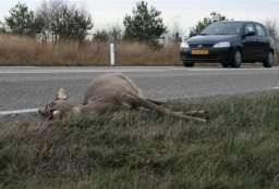 Afbeelding: ree (verkeersslachtoffer) ligt dood langs de kant van de weg