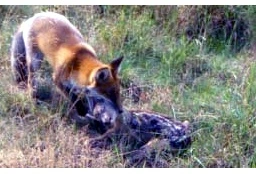 Afbeelding: Predatie door vos van reekalf