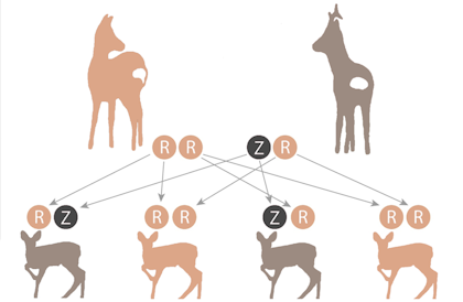 Afbeelding: Erven recessieve eigenschap 1 