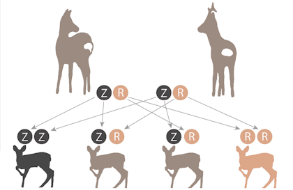 Afbeelding: Erven recessieve eigenschap van één van beide ouders