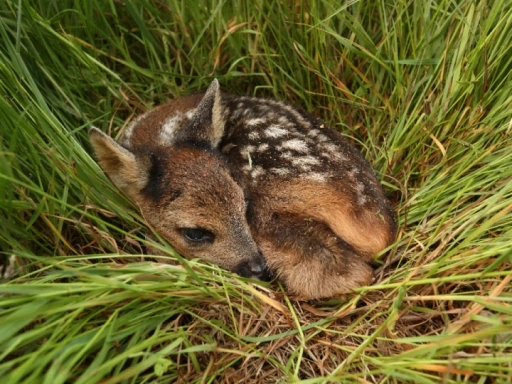 Afbeelding: reekalf met stuifmeel, Foto: Dick Pasman