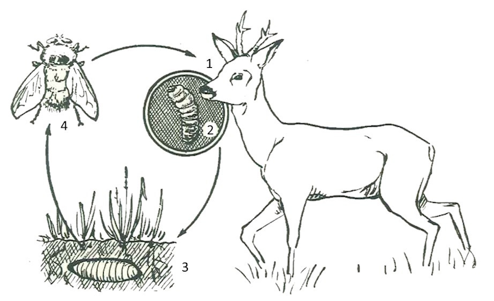 Tekening: Levensloop van keelhorzels