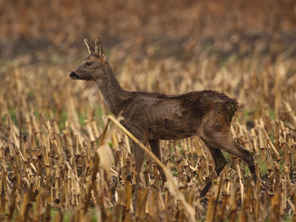 Afbeelding: Ree met ziekte verschijnselen