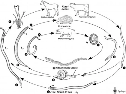 Afbeelding: Kringloop van longwormen via gastheer, bodem en tussengastheer zoals slak naar vegetatie en voedsel