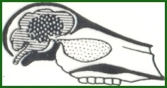 Afbeelding: Dwarsdoorsnede schedel en neus van het ree
