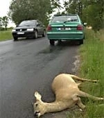 Afbeelding: Aanrijding met wild