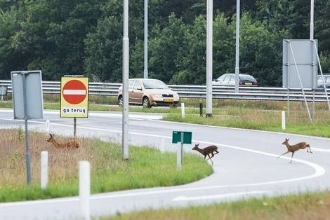 Afbeelding: Overstekende reeën op snelweg