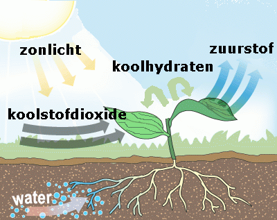 Afbeelding: voedsel kringloop planten Bron:webcc.corlaercollege.nl/leerjaar2/42__natuurlijk_evenwicht_en_kringlopen