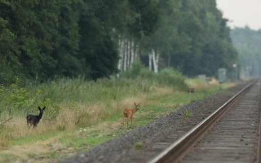 Afbeelding: Kruisende wegen ree en mens. Foto: Dick Pasman