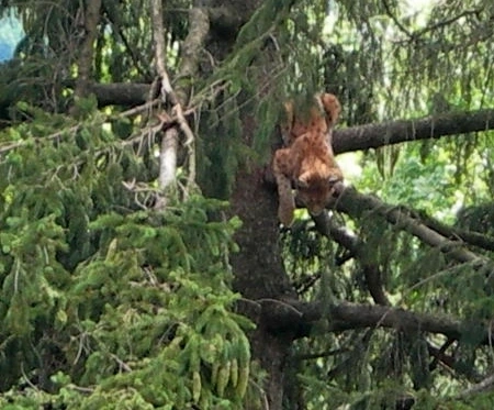 Afbeelding: Lynx