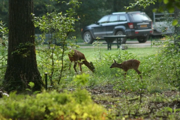 Afbeelding: Samenleven met reeën